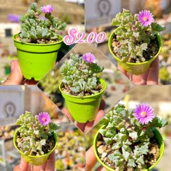 Lampranthus blandus – Pink Vygie Plant (2″ Pot) Succulent Plant 