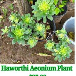 Haworthi Aeonium Plant 