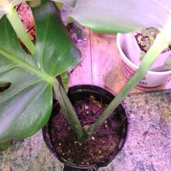 Indoor Plant