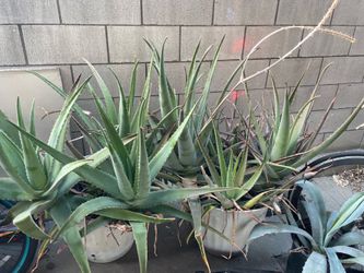 Giant aloe vera plants