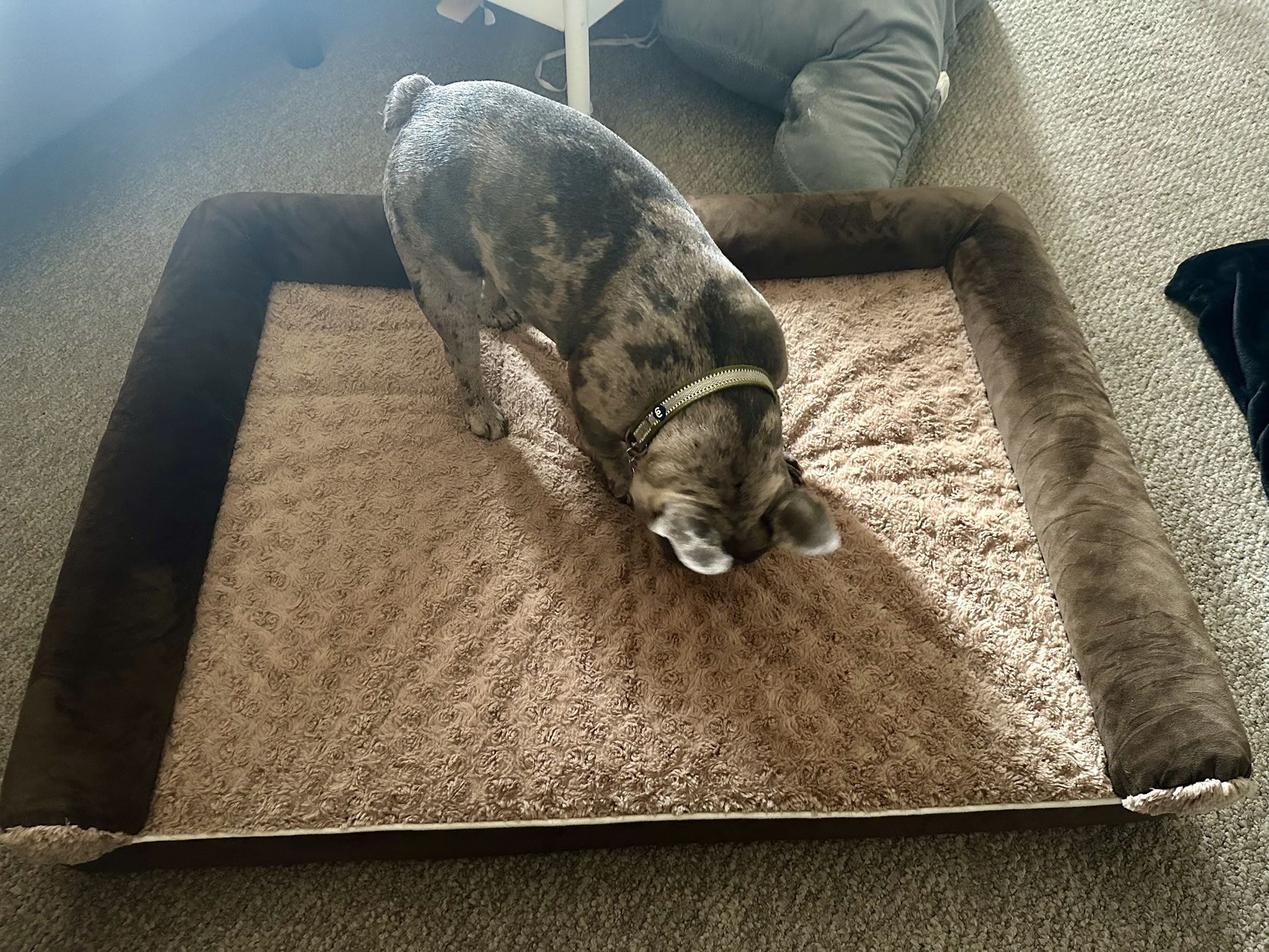 Large Dog Bed