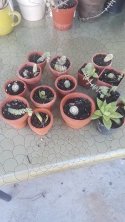 Plantas