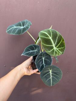 4” Alocasia black velvet