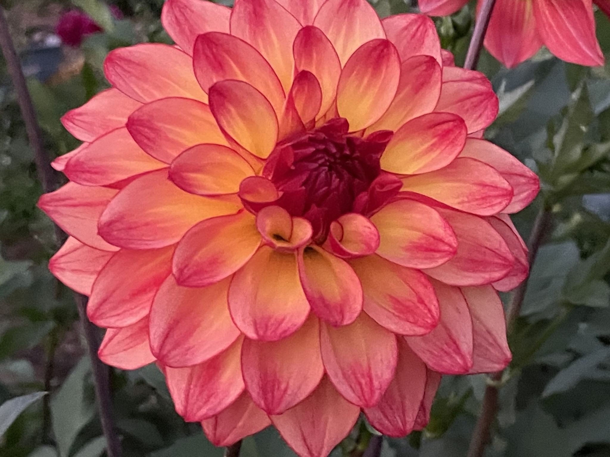 Dahlia Tubers For sale for Sale in Tumwater, WA OfferUp
