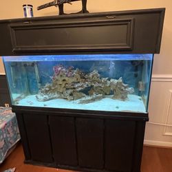 Saltwater Aquarium- Complete Setup With Fishes
