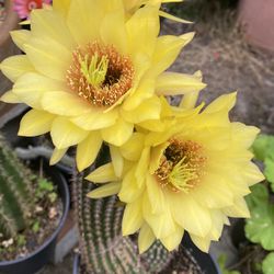 Cactus Blooming Big Flowers Plant, In 2 Gallons Pot Pick Up Only