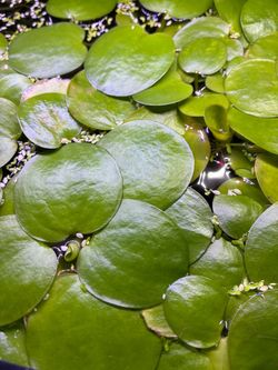 🌿 Frogbit Floating Aquatic Plants