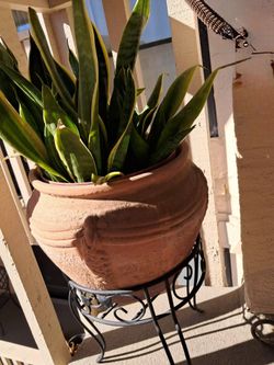 Snake Plant