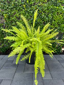 Plants