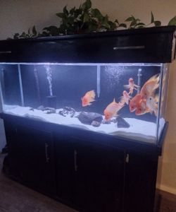 Fish tank
