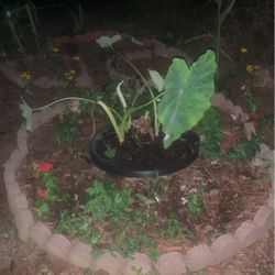 Giant Elephant Eats Medium Size