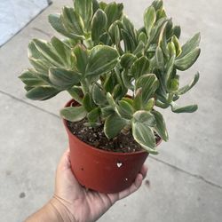 6” Variegated Jade Plant