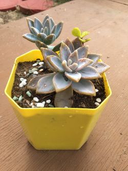 Succulents