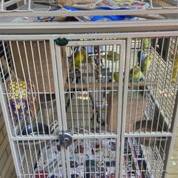 Deals 4 For 80 Or Parakeet Family With Babys And  Cage , Also Can Sell Pairs