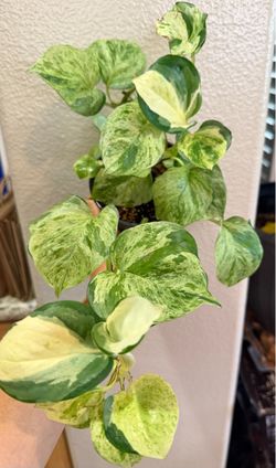 Manjula Pothos Or Epipremnum  Aureum Pothos