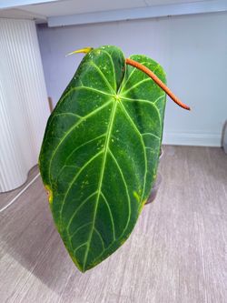 Anthurium Magnificum Plant - 10inch
