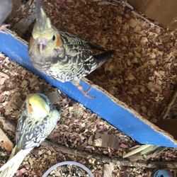 Cockatiels  Newborn Baby 