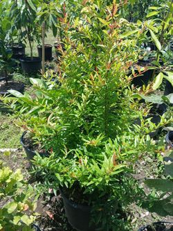 Fruit Trees From $50