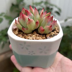 Succulents