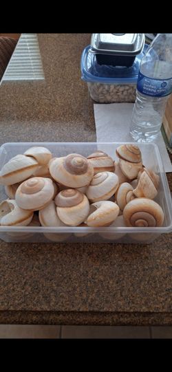 Shells...Muffin Shell/Whales Eye