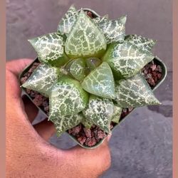 Haworthia Imported