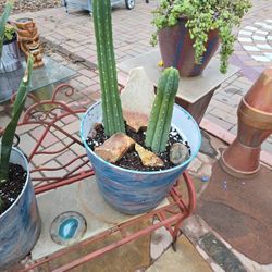 Cacti, Plants , Garden