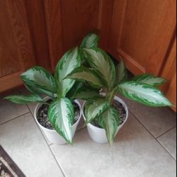 Aglaonema house plants$10-$12 Each pot
