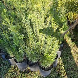 Podocarpus Over 3 Feet Tall Full Green  Fertilized  Ready For Planting Instant Privacy Hedge  Same Day Transportation 