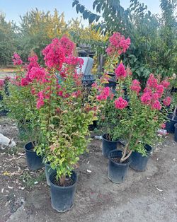 PINK CREPE MYRTLES TREES $40.00 EACH!