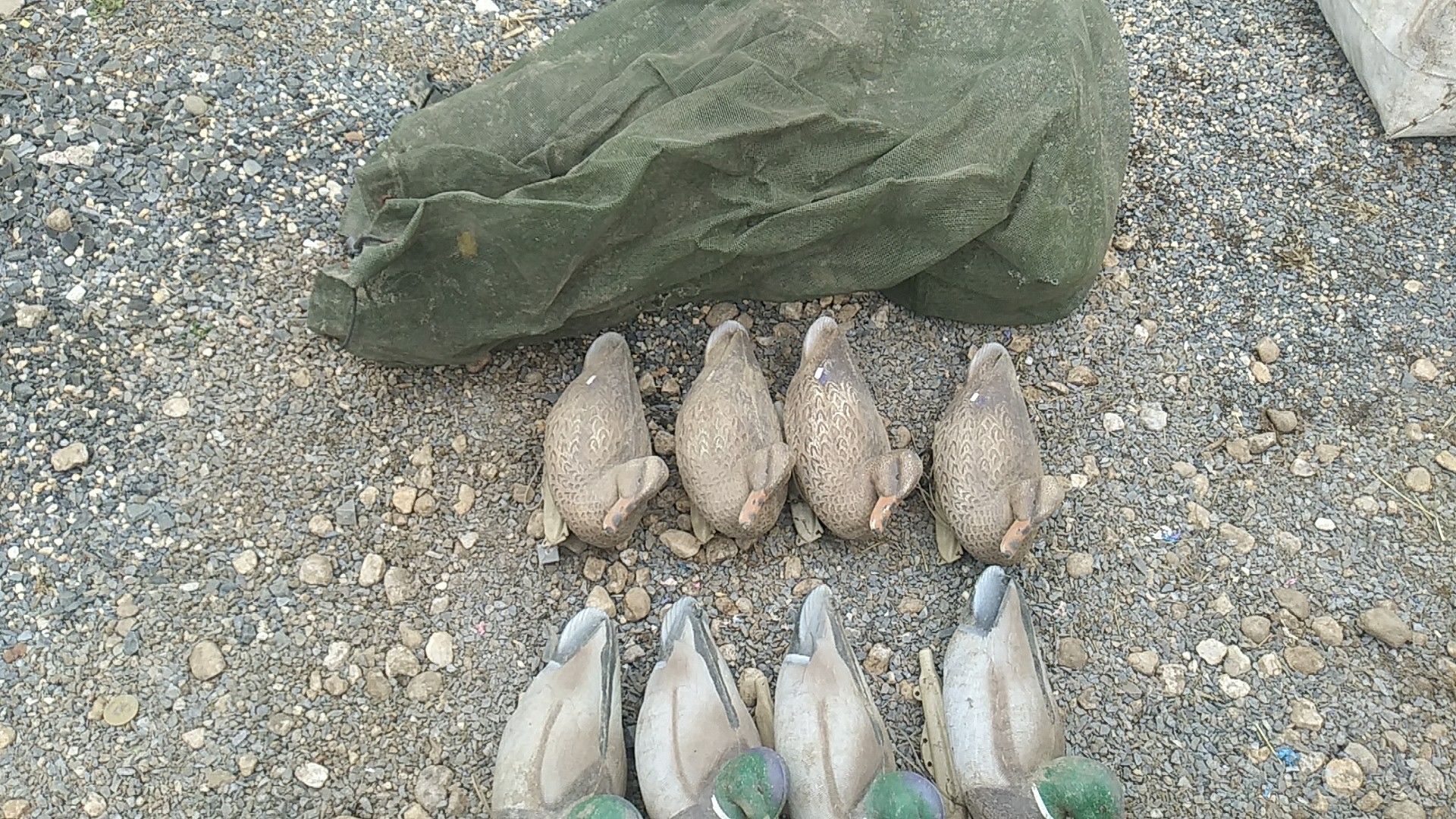 Duck decoys, ready to go