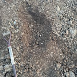Free Horse Manure