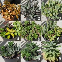 Succulents In Pots - 3 Minimum 