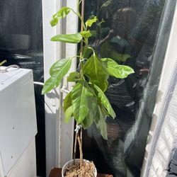 Plant In Ceramic Pot For Room