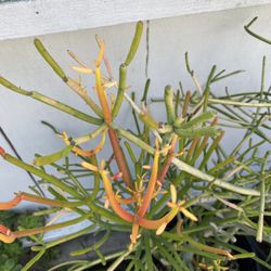 Fire stick Plant