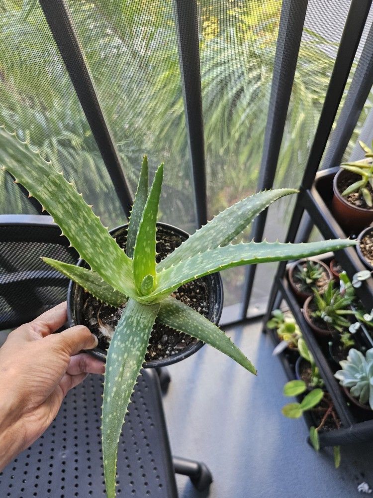 Aloe plant for sale