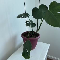 Monstera Plant 