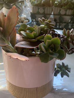 Nice ceramic pot with suculents