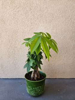 Money Tree