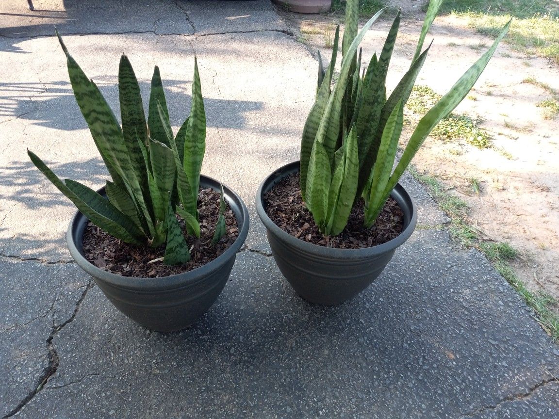 Plant (Stepmothers Tongue)