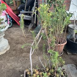 Beautiful  Succulent Arrangement And Big Long Spot