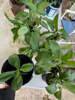 Mother of thousands plants.