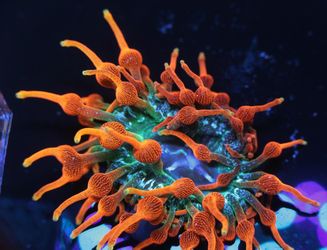 Cc SUPERNOVA Anemone 