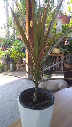 Small tree I think