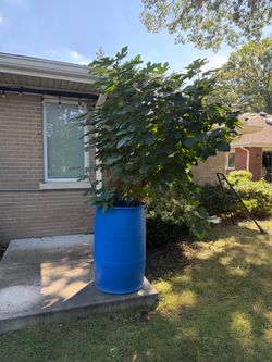 Chicago Hardy Fig Trees for Sale!