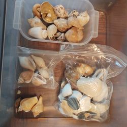 Beautiful Seashells for Crafts, Home Decorations and Fish Tanks. Read Description about Price.