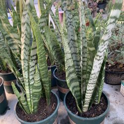 Snake Plants 🪴 