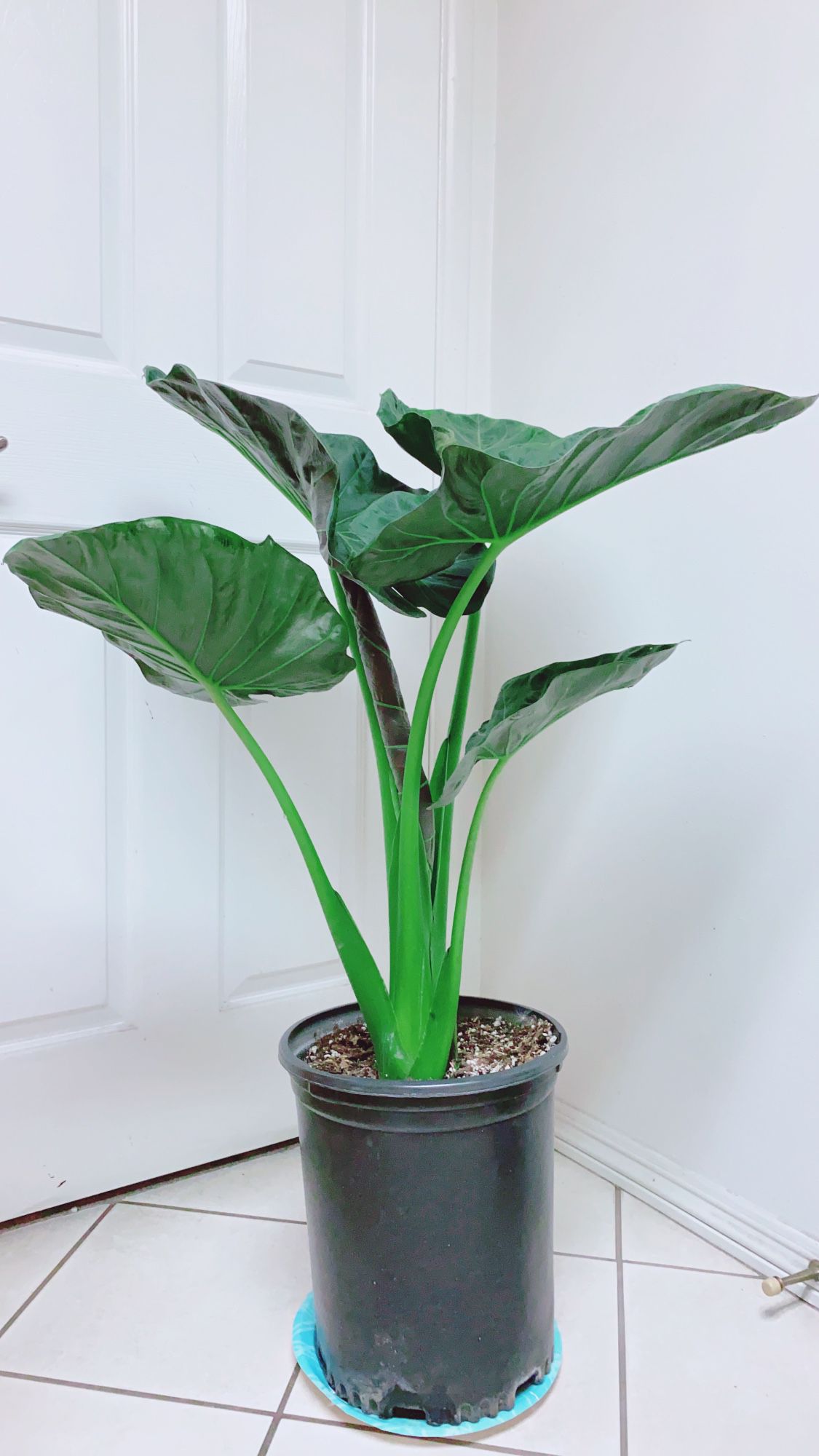 Extra Large Alocasia “ Regal Shields/Elephant Ear Plant ” 3’4” Tall/5 Gallon Container - MORE BIGGER IN PERSON 