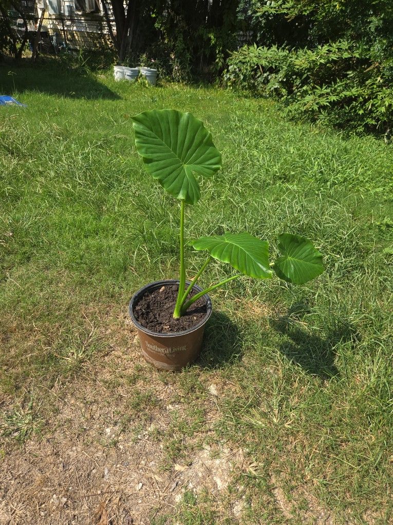 Alocasia Plant