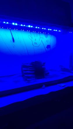 Fish tank