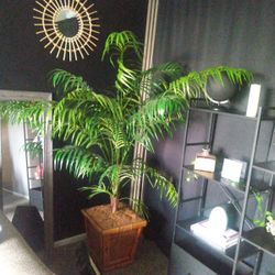 Tall Tree Plant 